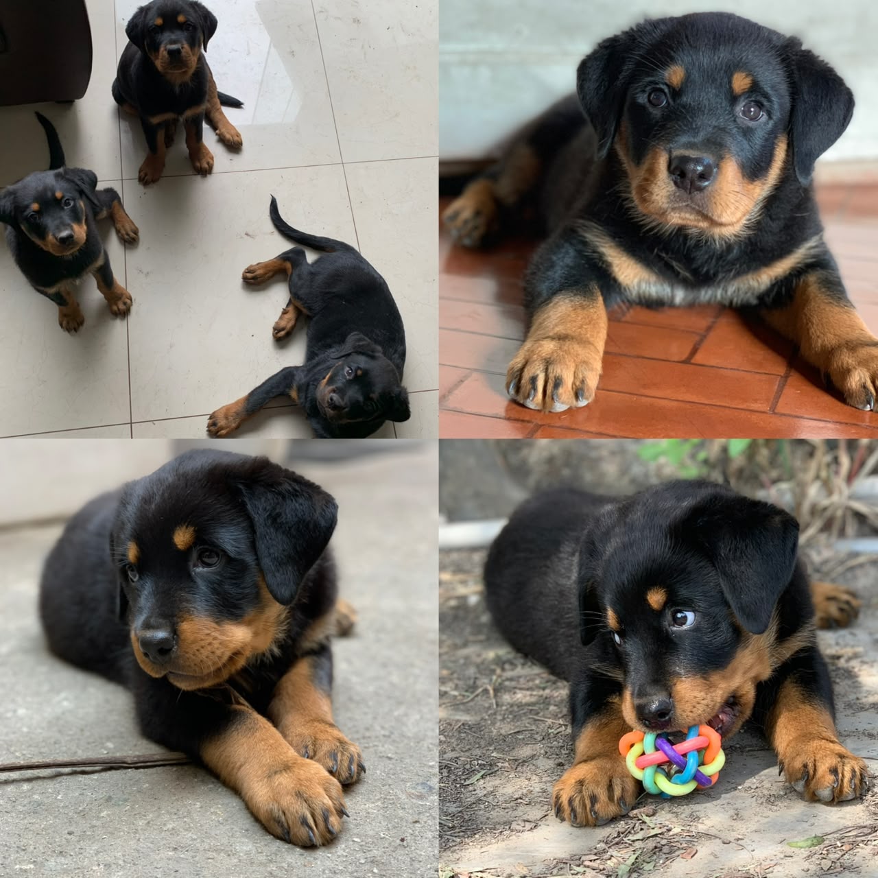 Maia de cachorrita